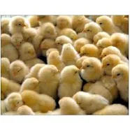 Bibit Ayam Boiler DOC